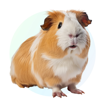 Cavia.jpg