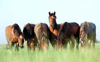 paard.jpg
